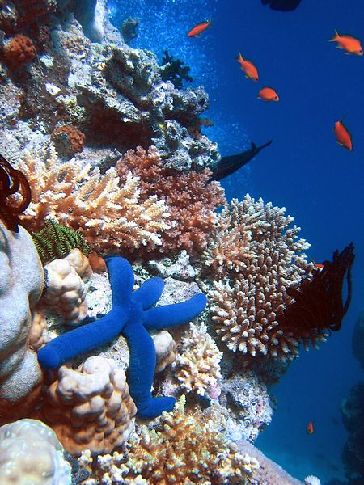 Great Barrier Reef Marine Park