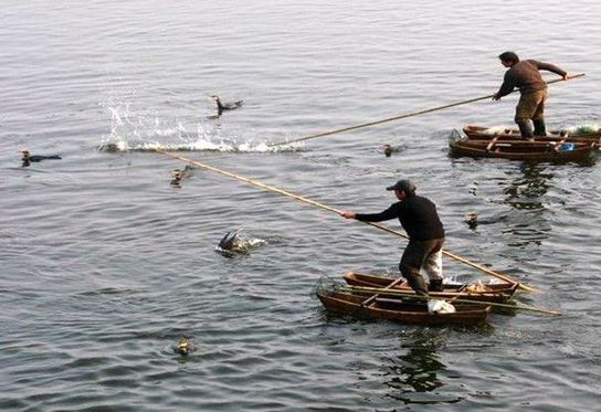 Traditional fishing on the Poyang Lake. [yugan.gov.cn]