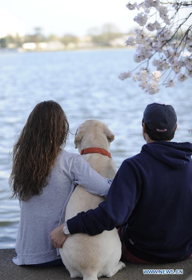 People sit under cherry blossom trees on the Tidal Basin in Washington, the United States, on March 18, 2012. The annual Cherry Blossom Festival will begin here on March 20, commemorating the 100th anniversary of Japan's gift of 3,000 Japanese cherry blossom trees to Washington in 1912. (Xinhua/Zhang Jun) 