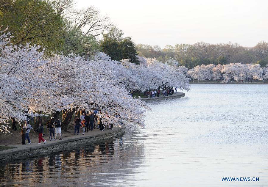 People walk under cherry blossom trees on the Tidal Basin in Washington, the United States, on March 18, 2012. The annual Cherry Blossom Festival will begin here on March 20, commemorating the 100th anniversary of Japan's gift of 3,000 Japanese cherry blossom trees to Washington in 1912. (Xinhua/Zhang Jun) 