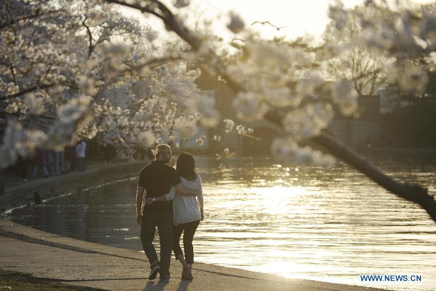 A couple walk under cherry blossom trees on the Tidal Basin in Washington, the United States, on March 18, 2012. The annual Cherry Blossom Festival will begin here on March 20, commemorating the 100th anniversary of Japan's gift of 3,000 Japanese cherry blossom trees to Washington in 1912. (Xinhua/Zhang Jun) 