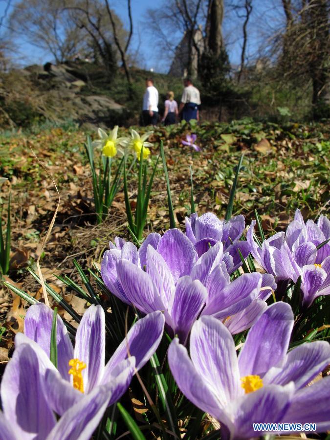 Americans enjoy early spring in New York