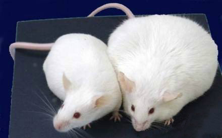 Mice experiments suggested the body's message to stop eating was blocked if the animals had undergone this mutation. 