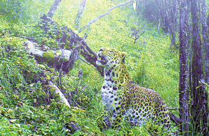 Infrared camera set up at Guanyinshan Nature Reserve has captured a few images of a leopard over last year. 