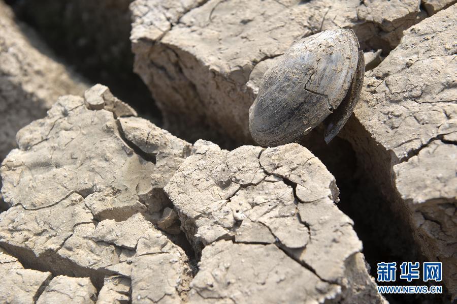 A mussel is seen on the dried-up bed of the Xinba reservoir in Shilin County, southwest China's Yunnan Province, March 22, 2012. 