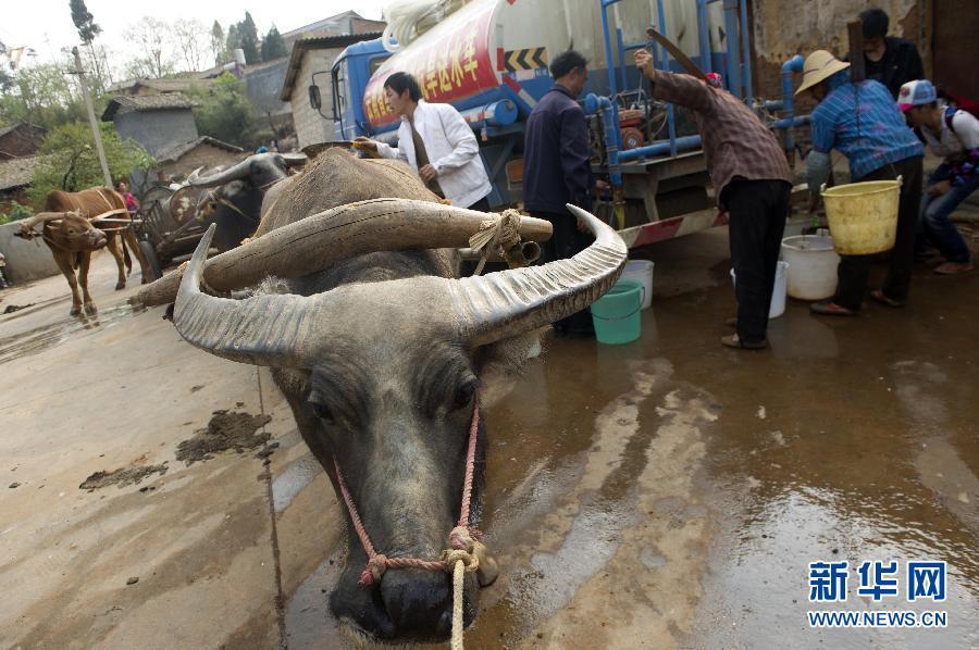 A bull hauls a cart carrying water in Baishiyan Village of Luxi County, southwest China's Yunnan Province, March 21, 2012. A severe drought has lingered in Yunnan for three consecutive years, leaving 3.2 million people and 1.65 million livestock short of water. A total of 7.9 million people and 676,650 hectares farmland of 125 counties all over the province have been affected by the drought.