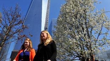People walk past the Survivor Tree at the World Trade Center in New York March 20, 2012. The callery pear tree, salvaged from the rubbles of the September 11 attacks, was treated back to health and replanted at the National September 11 Memorial.(Xinhua/Wang Lei) 