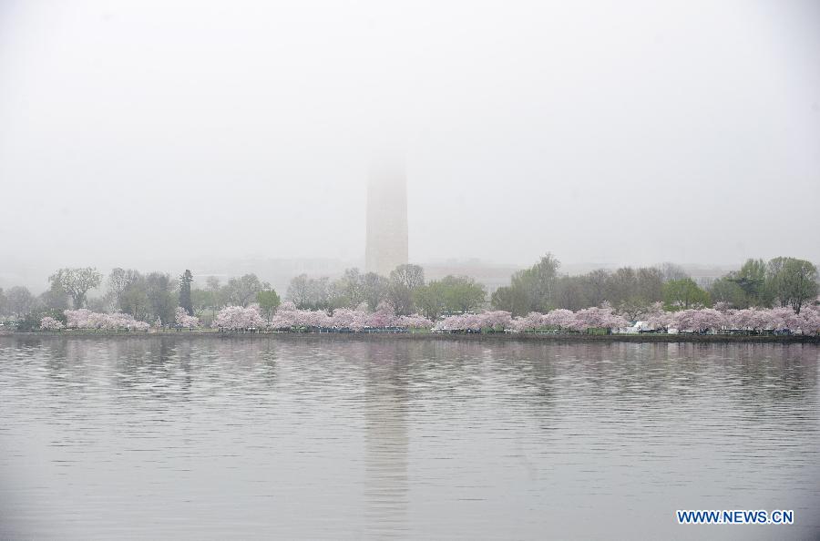 Cherry blossom trees are seen on the bank of the Tidel Basin in Washington D.C., the United States, March 22, 2012. (Xinhua/Zhang Jun) 