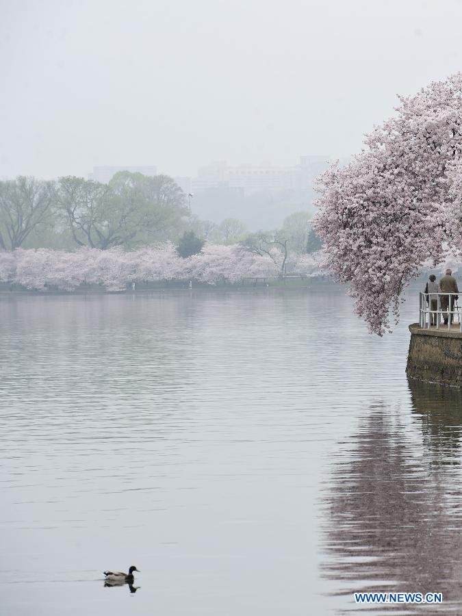 An old couple walks under cherry blossom trees beside the Tidel Basin in Washington D.C., the United States, March 22, 2012. (Xinhua/Zhang Jun) 