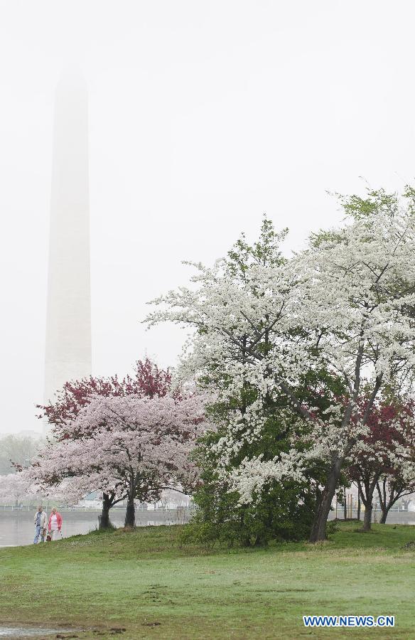 An old couple walks under cherry blossom trees beside the Tidel Basin in Washington D.C., the United States, March 22, 2012. (Xinhua/Zhang Jun) 