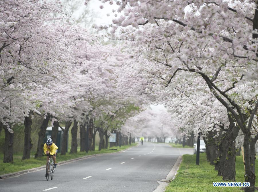  A man rides bicycle under cherry blossom trees beside the Potomac River in Washington D.C., the United States, March 22, 2012. (Xinhua/Zhang Jun) 