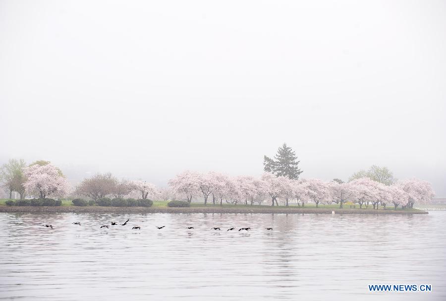 Cherry blossom trees are seen on the bank of the Potomac River in Washington D.C., the United States, March 22, 2012. (Xinhua/Zhang Jun) 