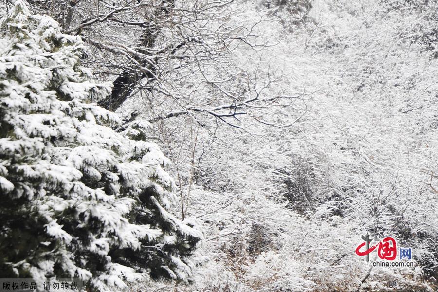 Miaofeng Mountain Scenic Area is located in Mentougou District of Beijing along the No. 109 state highway. The scenic area is known for its ancient temples, weird pine trees and rocks, and the main peak of the mountain is 1,291 meters above sea level, and this is the highest peak standing closest to Beijing. [Photo by Jia Yunlong]