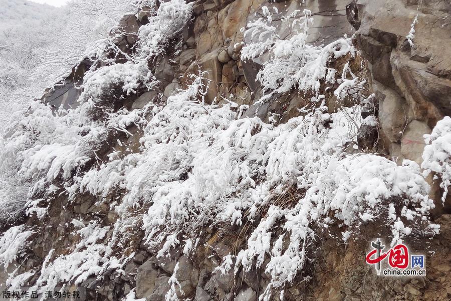 Miaofeng Mountain Scenic Area is located in Mentougou District of Beijing along the No. 109 state highway. The scenic area is known for its ancient temples, weird pine trees and rocks, and the main peak of the mountain is 1,291 meters above sea level, and this is the highest peak standing closest to Beijing. [Photo by Jia Yunlong]