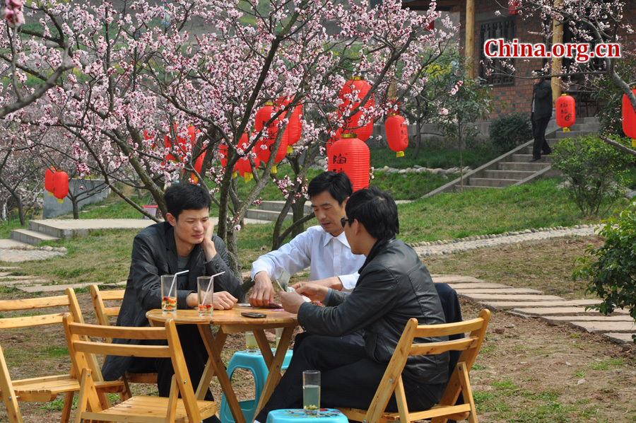 Apricot flowers in full blossom are seen at Xinghua Village in Qingbaijiang District , Chengdu, capital city of Southwest China's Sichuan province, in Mar. 16, 2012. Every year, from March to May, over 1000 acres apricot plants blossom, attracting visitors all over the country to enjoy the blossom. [China.org.cn/ by Chen Xiangzhao]