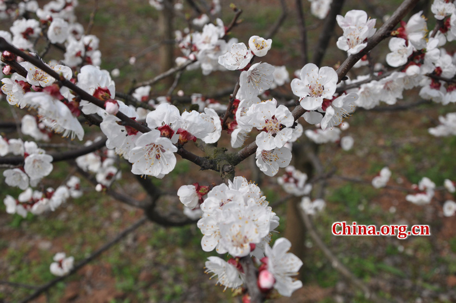 Apricot flowers in full blossom are seen at Xinghua Village in Qingbaijiang District , Chengdu, capital city of Southwest China's Sichuan province, in Mar. 16, 2012. Every year, from March to May, over 1000 acres apricot plants blossom, attracting visitors all over the country to enjoy the blossom. [China.org.cn/ by Chen Xiangzhao]