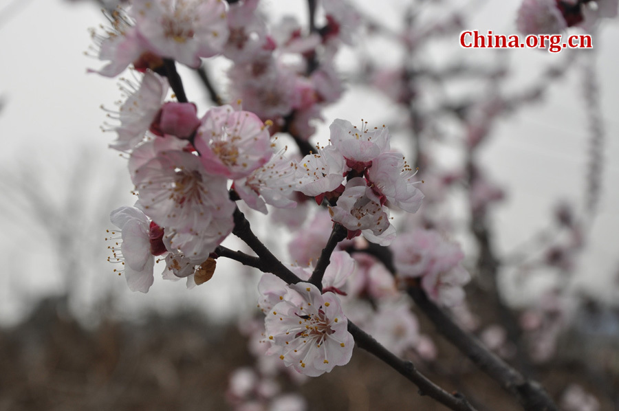 Apricot flowers in full blossom are seen at Xinghua Village in Qingbaijiang District , Chengdu, capital city of Southwest China's Sichuan province, in Mar. 16, 2012. Every year, from March to May, over 1000 acres apricot plants blossom, attracting visitors all over the country to enjoy the blossom. [China.org.cn/ by Chen Xiangzhao]