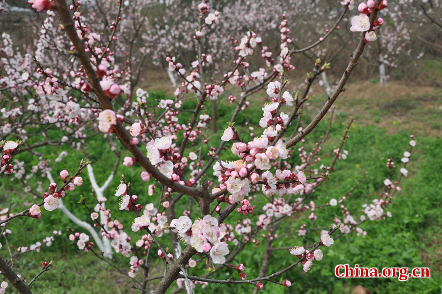 Apricot flowers in full blossom are seen at Xinghua Village in Qingbaijiang District , Chengdu, capital city of Southwest China's Sichuan province, in Mar. 16, 2012. Every year, from March to May, over 1000 acres apricot plants blossom, attracting visitors all over the country to enjoy the blossom. [China.org.cn/ by Chen Xiangzhao]