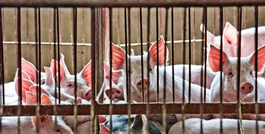 Pig-breeding business is becoming more and more popular in China. [File photo]
