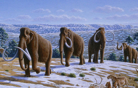 File photo of woolly mammoths.