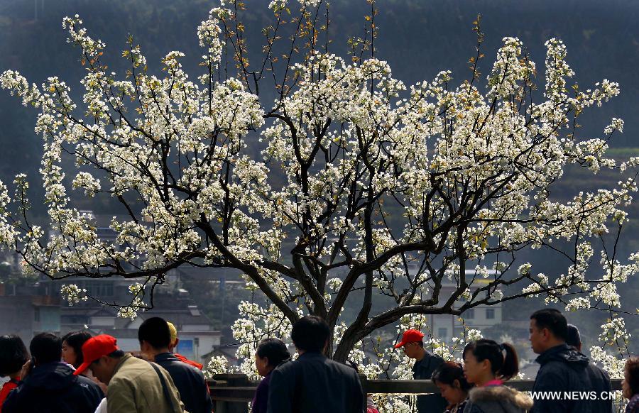 Tourists appreciate pear blossom at a park in Cangxi County of southwest China's Sichuan Province, March 25, 2012. (Xinhua/Xue Yubin)