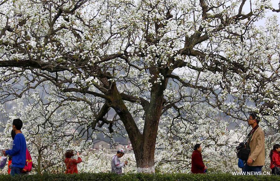 Tourists appreciate pear blossom at a park in Cangxi County of southwest China's Sichuan Province, March 25, 2012. (Xinhua/Xue Yubin) 