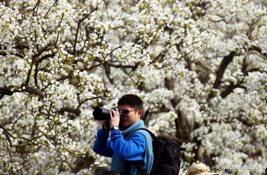 A tourist takes photos of pear blossom at a park in Cangxi County of southwest China's Sichuan Province, March 25, 2012. (Xinhua/Xue Yubin) 