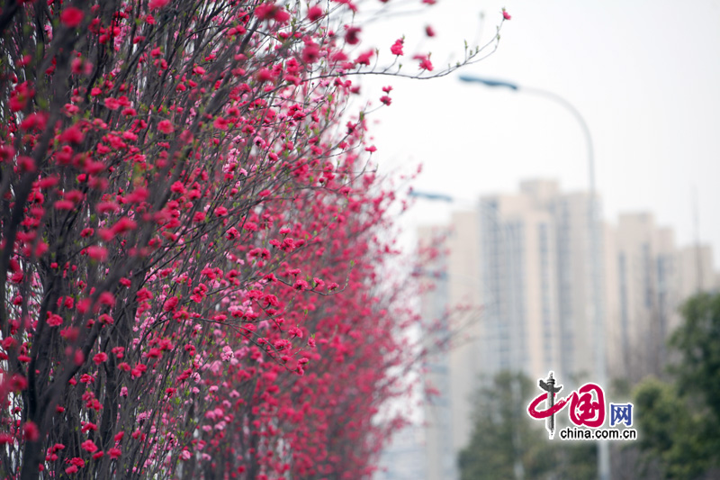 Peach flowers in full blossom are seen at Jiahua Bridge,Jiangbei district, urban area of southwest China&apos;s Chongqing municipality in Mar. 25, 2012. [China.org.cn] 