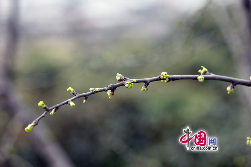 Peach flowers in full blossom are seen at Jiahua Bridge,Jiangbei district, urban area of southwest China&apos;s Chongqing municipality in Mar. 25, 2012. [China.org.cn] 