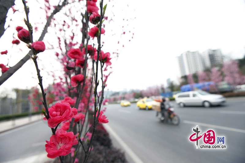 Peach flowers in full blossom are seen at Jiahua Bridge,Jiangbei district, urban area of southwest China's Chongqing municipality in Mar. 25, 2012. [China.org.cn] 