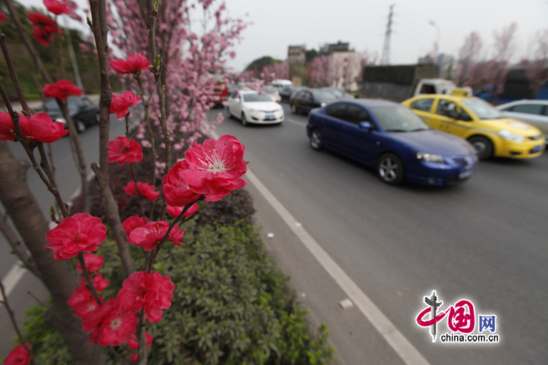 Peach flowers in full blossom are seen at Jiahua Bridge,Jiangbei district, urban area of southwest China's Chongqing municipality in Mar. 25, 2012. [China.org.cn] 