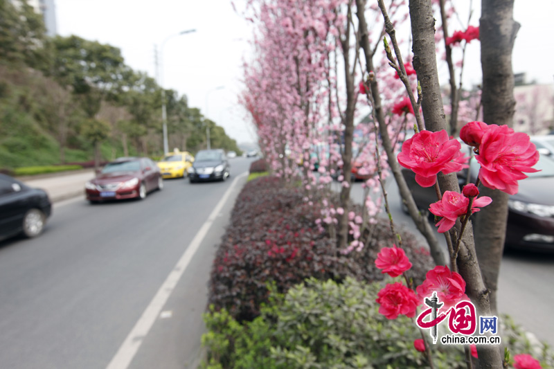 Peach flowers in full blossom are seen at Jiahua Bridge,Jiangbei district, urban area of southwest China's Chongqing municipality in Mar. 25, 2012. [China.org.cn] 