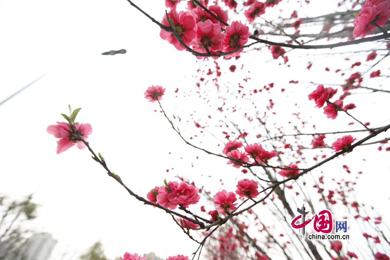 Peach flowers in full blossom are seen at Jiahua Bridge,Jiangbei district, urban area of southwest China's Chongqing municipality in Mar. 25, 2012. [China.org.cn] 