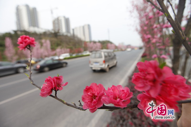 Peach flowers in full blossom are seen at Jiahua Bridge,Jiangbei district, urban area of southwest China's Chongqing municipality in Mar. 25, 2012. [China.org.cn] 