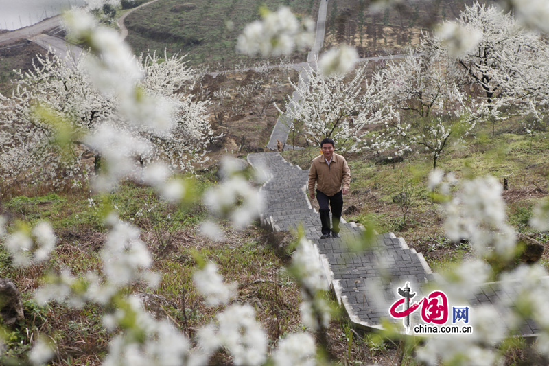 Plum flowers are in full blossom in Yinhe Village, Tongjing town, southwest China's Chongqing municipality, Mar. 25, 2012. Many visitors go out for a walk in spring. [China.org.cn]