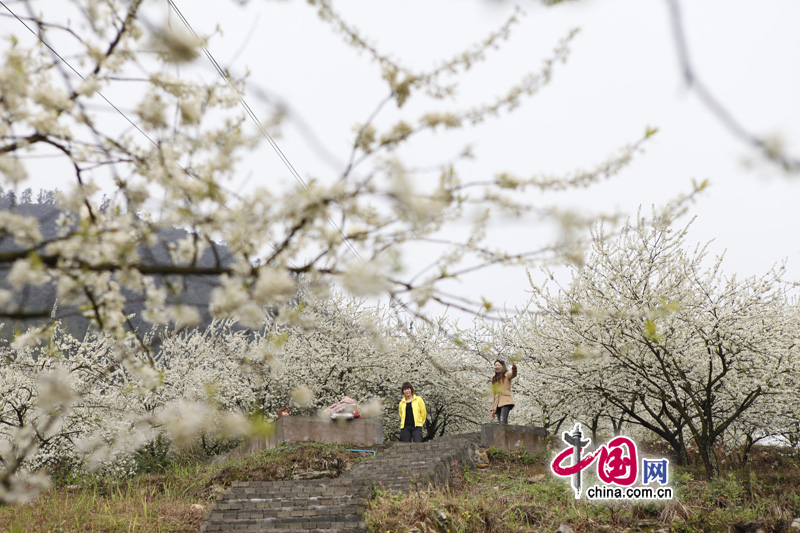 Plum flowers are in full blossom in Yinhe Village, Tongjing town, southwest China's Chongqing municipality, Mar. 25, 2012. Many visitors go out for a walk in spring. [China.org.cn]