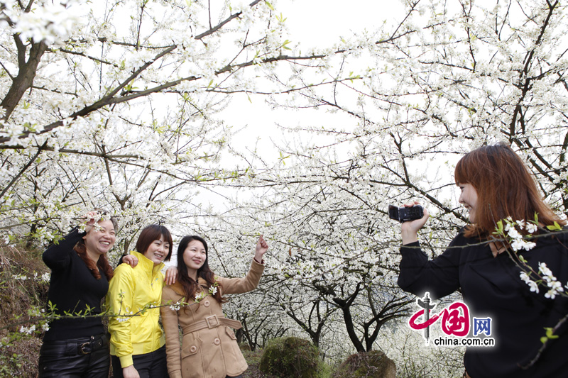 Visitors take photos among the plum flowers in Yinhe Village, Tongjing town, southwest China's Chongqing municipality, Mar. 25, 2012. Many visitors go out for a walk in spring. [China.org.cn]