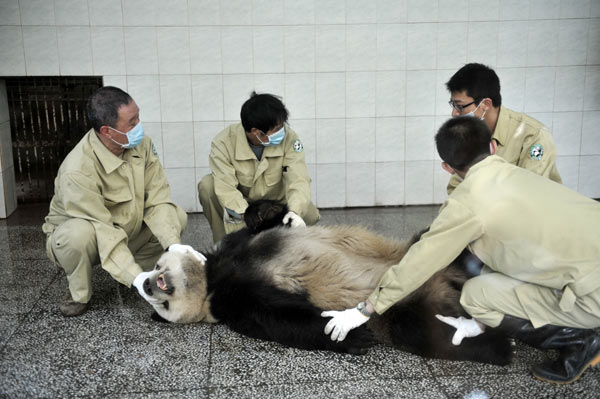 Blood is collected from a panda at Fuzhou Panda World in Fuzhou, capital city of East China's Fujian province, on March 23, 2012. 