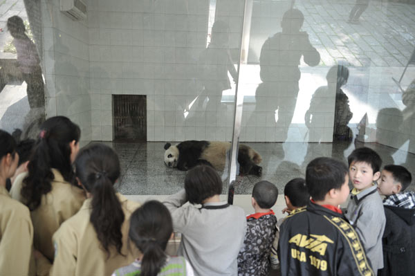 A panda rests on the ground after giving blood at Fuzhou Panda World in Fuzhou, capital city of East China&apos;s Fujian province, on March 23, 2012. Staff members said pandas need an hour to recover after the blood donation. 