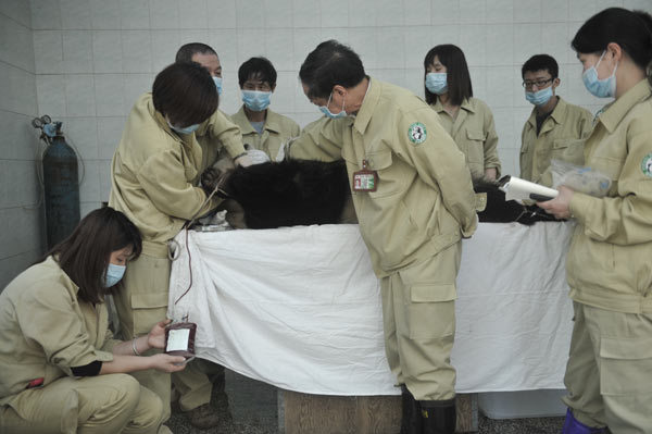 Blood is drawn from a panda at Fuzhou Panda World in Fuzhou, capital city of East China's Fujian province, on March 23, 2012. 