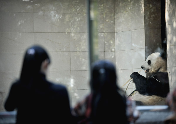 A panda eats its dinner one day before it makes blood donation on March 23 at Fuzhou Panda World in Fuzhou, capital city of East China&apos;s Fujian province. 