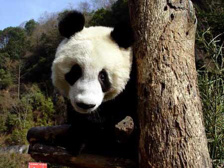 See a panda in real life
