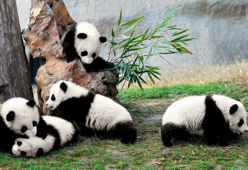 See a panda in real life