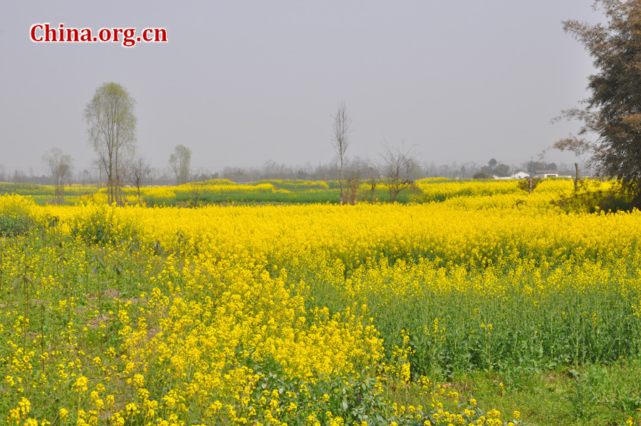 Photo shows the beautiful spring scenery of Nianhua village in Mianzhu City, southwest China's Sichuan Province, Mar. 18, 2012. Mianzhu was one of the worst-hit cities in the devastating 2008 Wenchuan earthquak. [China.org.cn/by Chen Xiangzhao] 