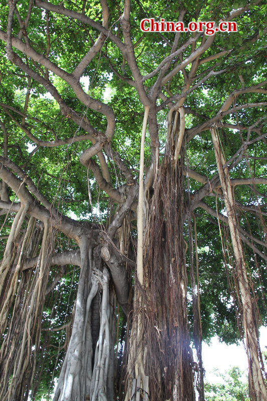 Photo shows a snapshot of Honolulu, in Hawaii, United States. Honolulu is the capital and the most populous city of the U.S. state of Hawaii. [China.org.cn/by Li Xiaohua]