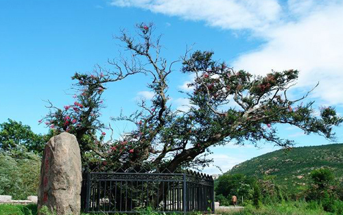 Zhaohu Mountain Forest Park in Shandong