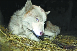 Suspected wolf has been proved as a pet husky dog. [bjwb.bjd.com.cn] 