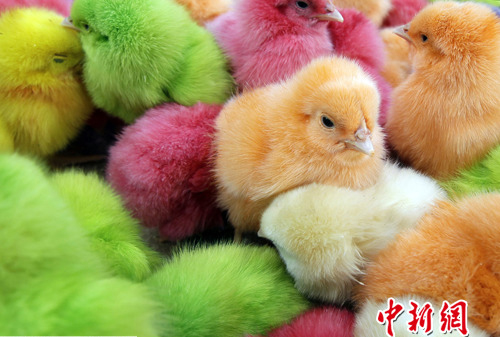 A businessman sells dyed chicks in a street of Beirut, Lebanon, on March 28 before the coming of the festival Easter. Buying colorful chickens is a tradition for Lebanese people to celebrate Easter. 2