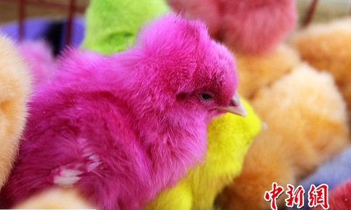 A businessman sells dyed chicks in a street of Beirut, Lebanon, on March 28 before the coming of the festival Easter. Buying colorful chickens is a tradition for Lebanese people to celebrate Easter. 