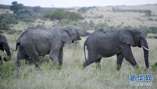 Wildlife in Masai Mara National Reserve [Xinhua Photo]